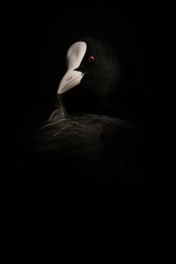 Bird photographed from a private hide in the Camargue