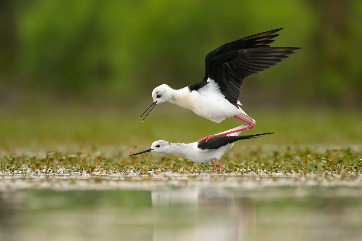 Black-winged stilt