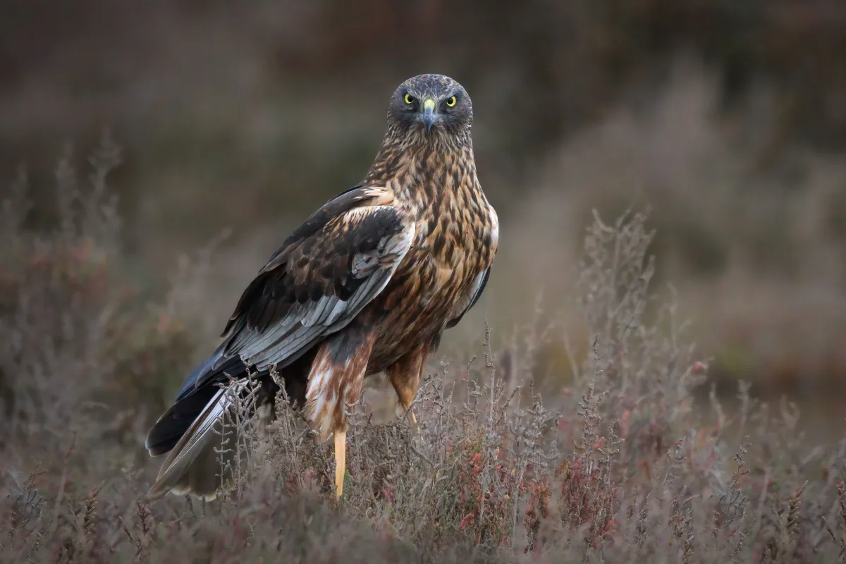 Marsh harrier in the Camargue
