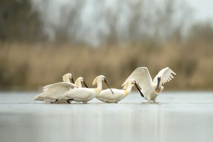Birds photographed from a private hide in the Camargue