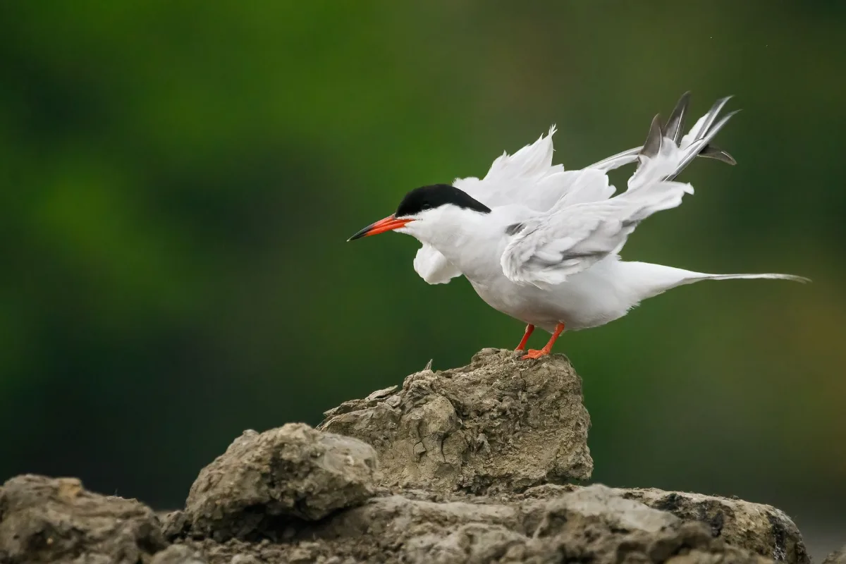 Common tern on a rock