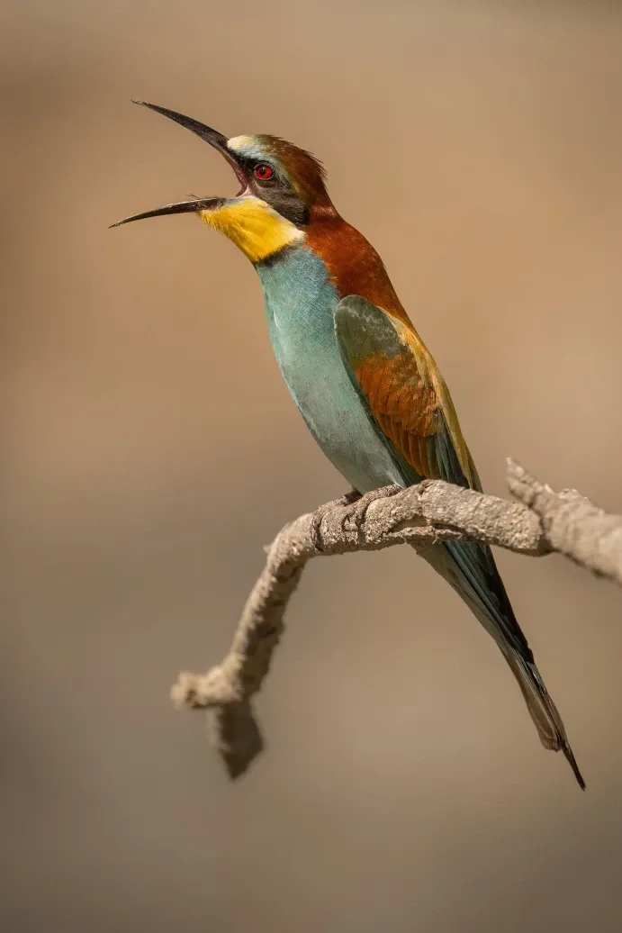Bird photographed from a private hide in the Camargue