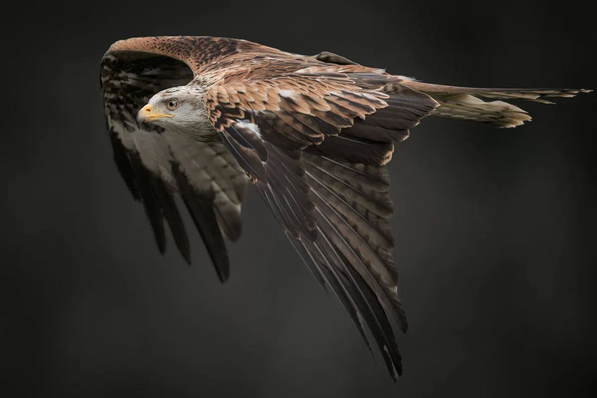Red kite in flight