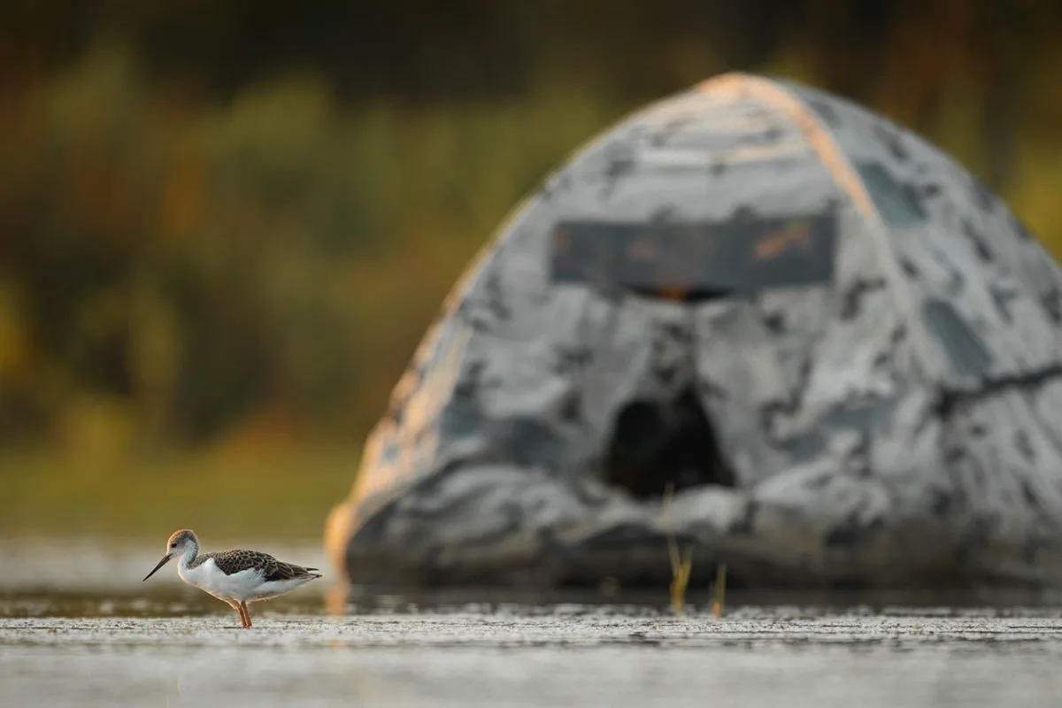 Photo hide in the Camargue wetlands with a black-winged stilt