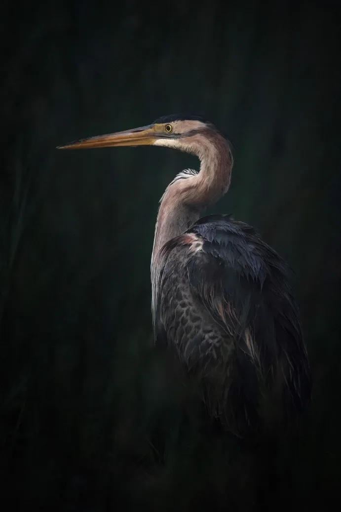 Bird photographed from a private hide in the Camargue