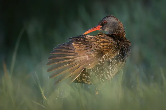 Water rail