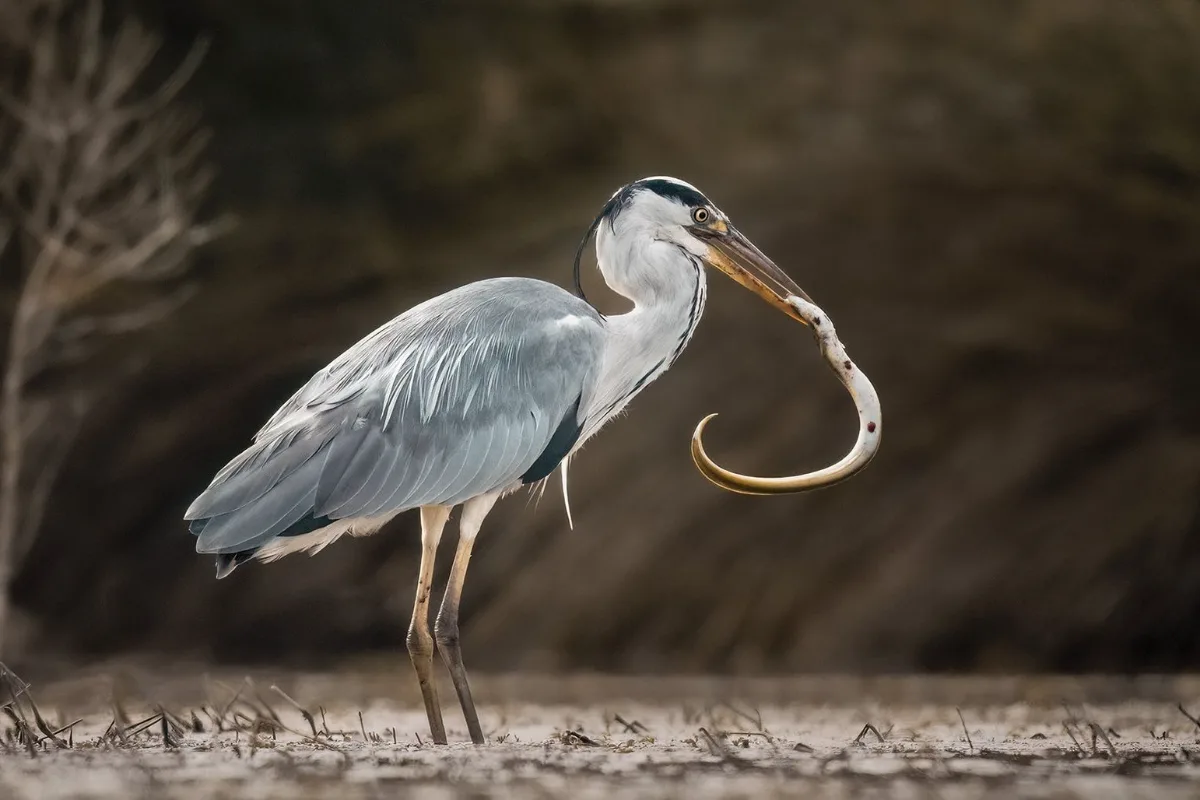 Grey heron with an eel