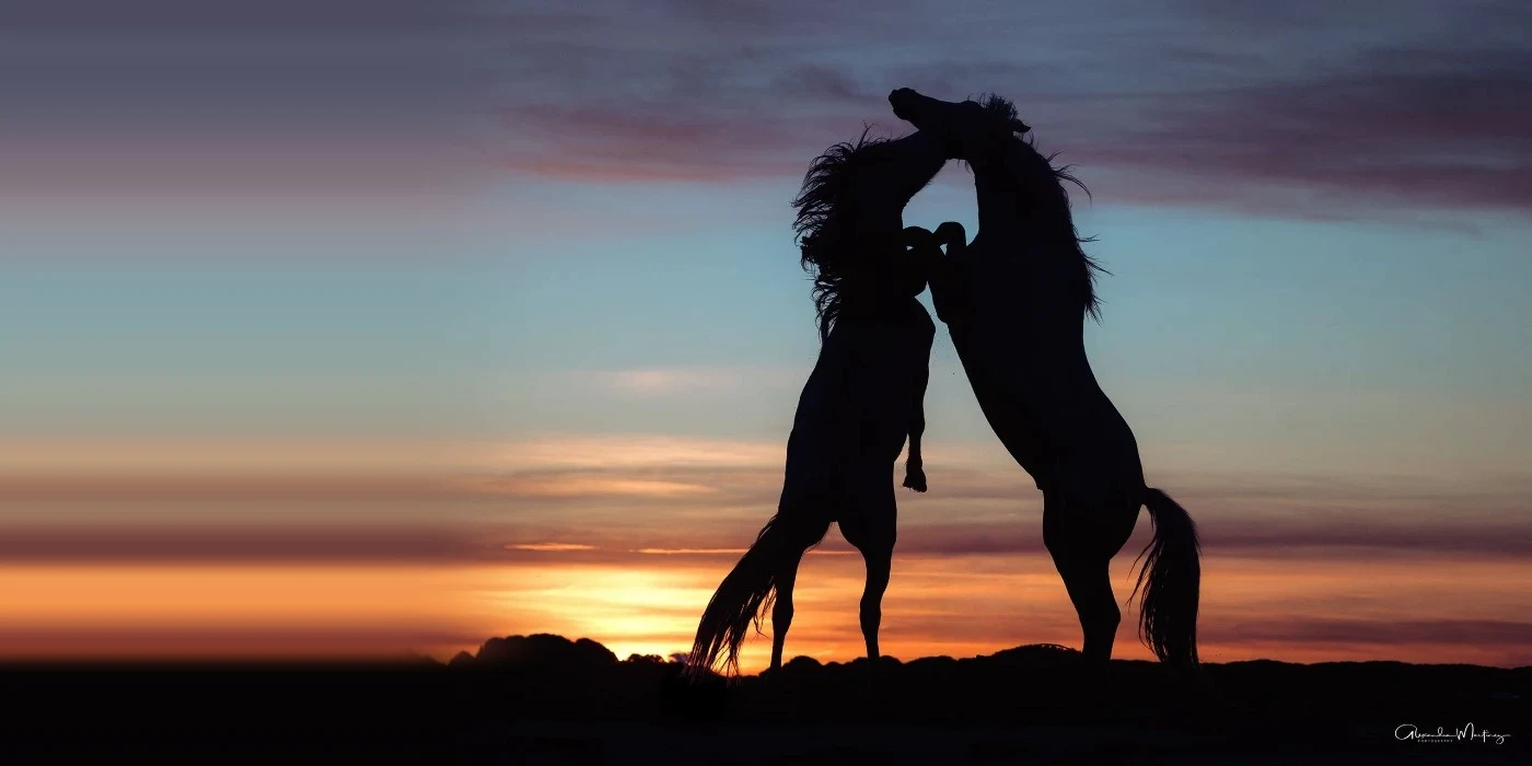 The Camargue in autumn – festivals, gardians and horses