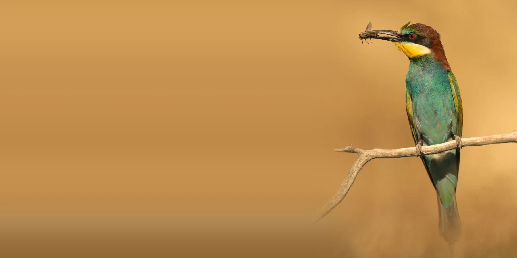 Bee-eaters in the Camargue – when they arrive and how to photograph them