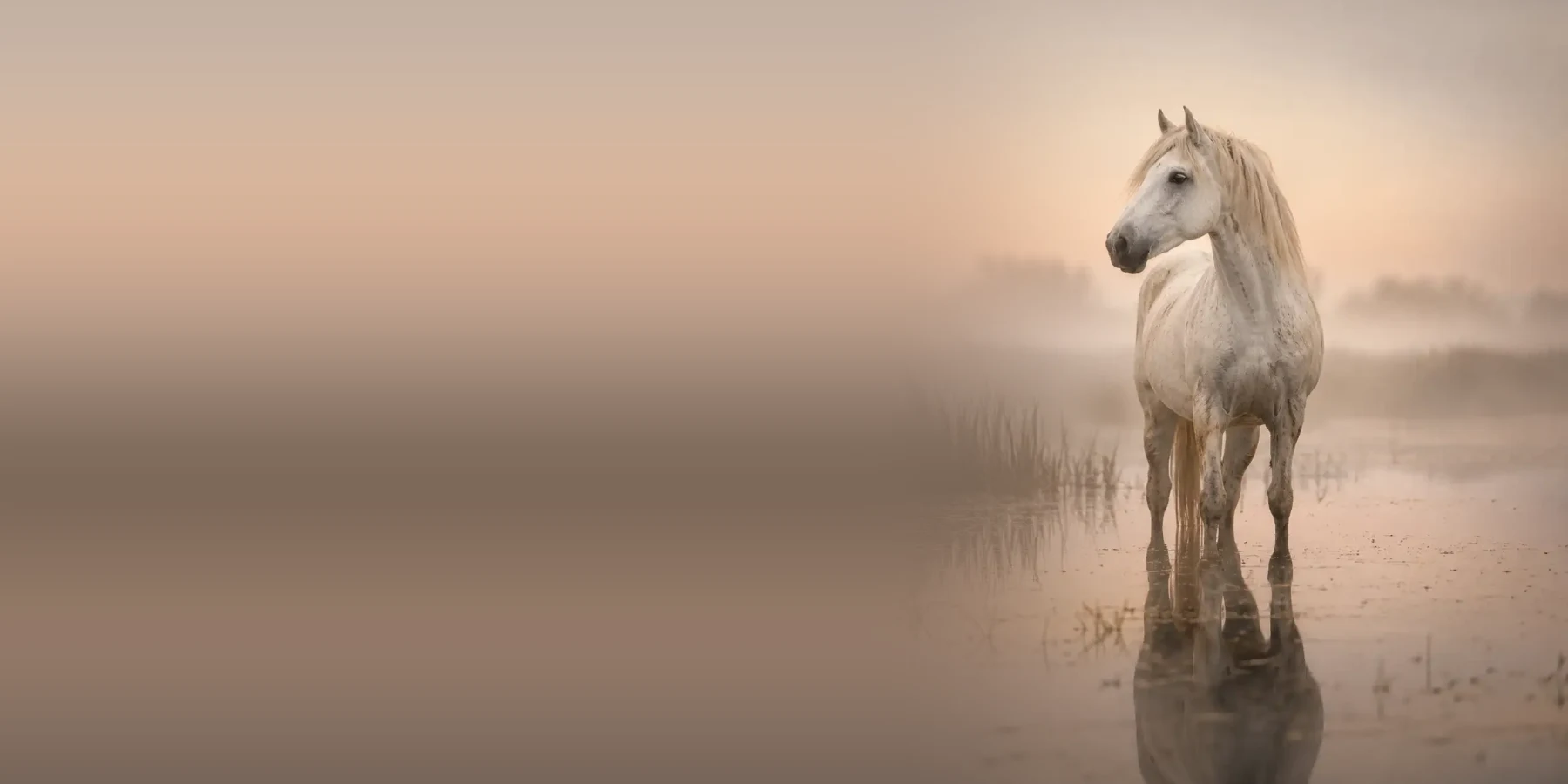 Photographing the white horses of the Camargue – what to expect