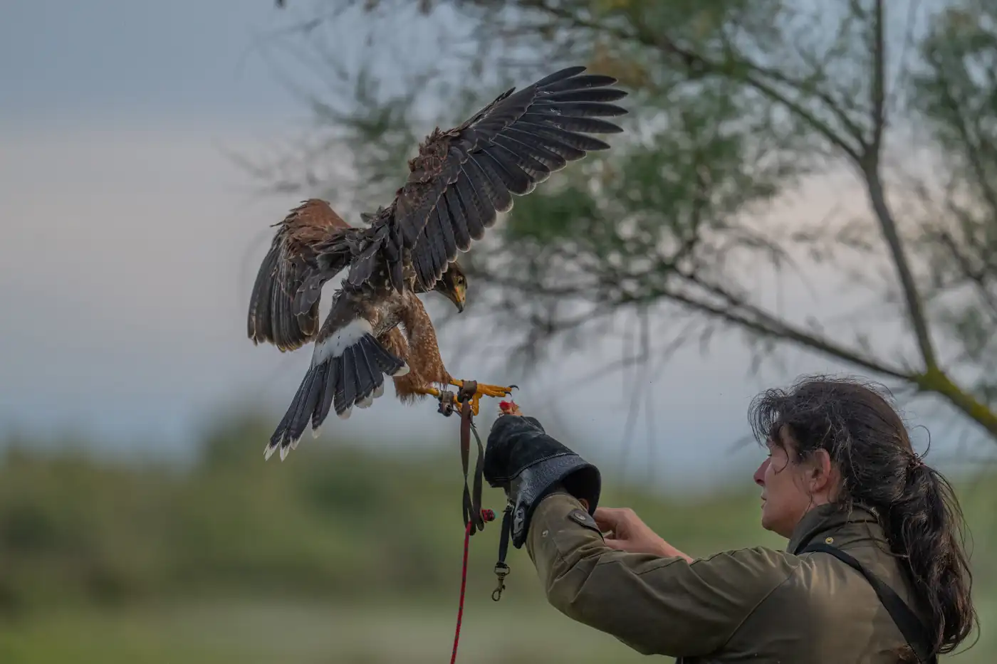Harris's hawk Tina landing on the falconer's glove, Camargue