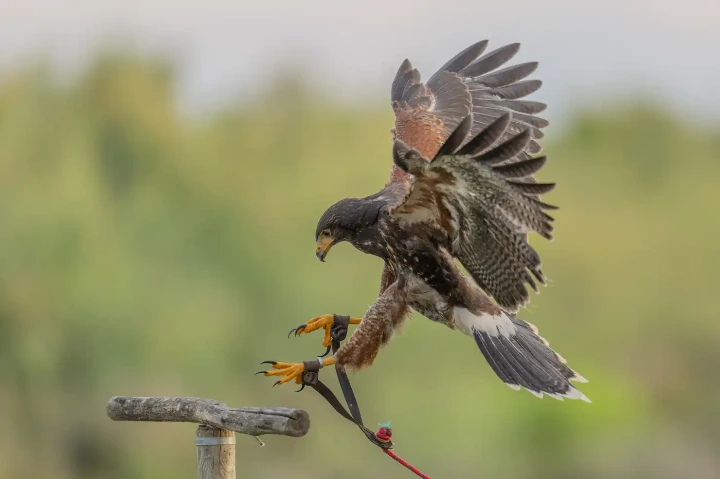 Harris's hawk Tina in flight, Camargue