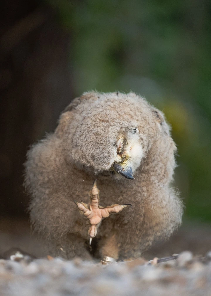 Eurasian eagle-owl Elvis, Camargue