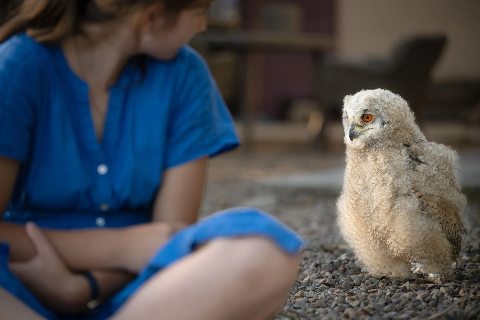 Eurasian eagle-owl Elvis as a chick