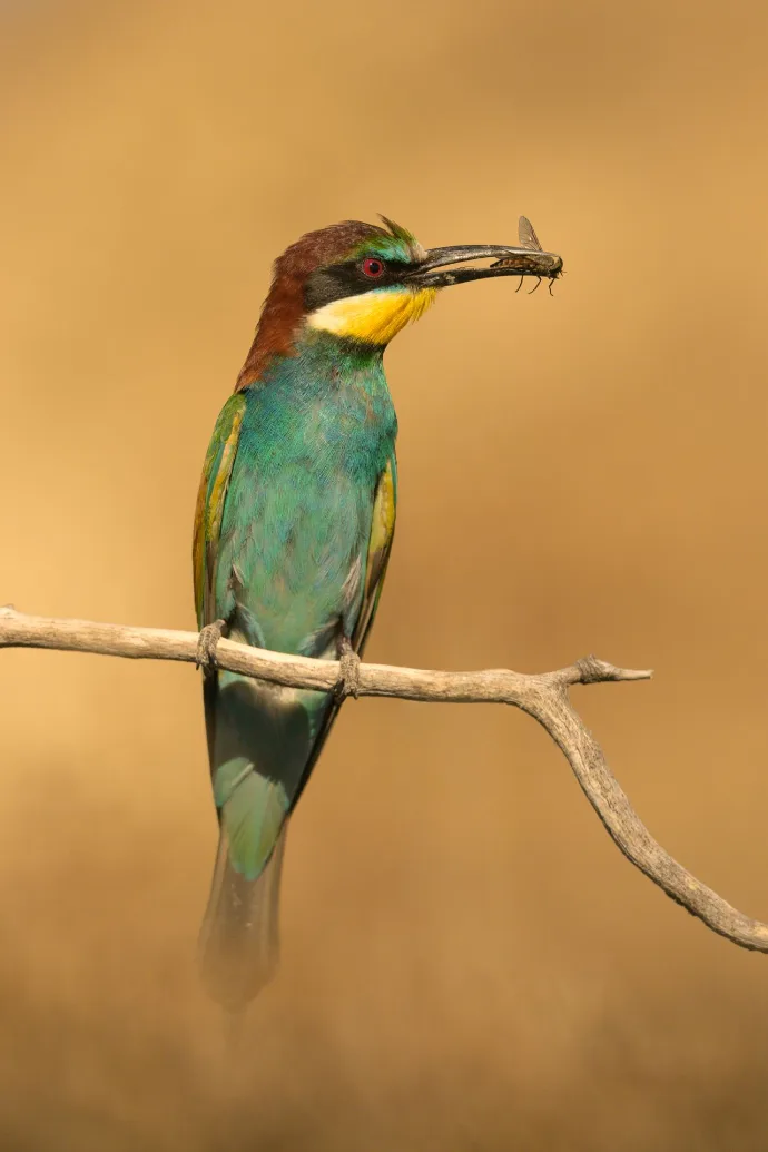 European bee-eater with prey, perched on a branch