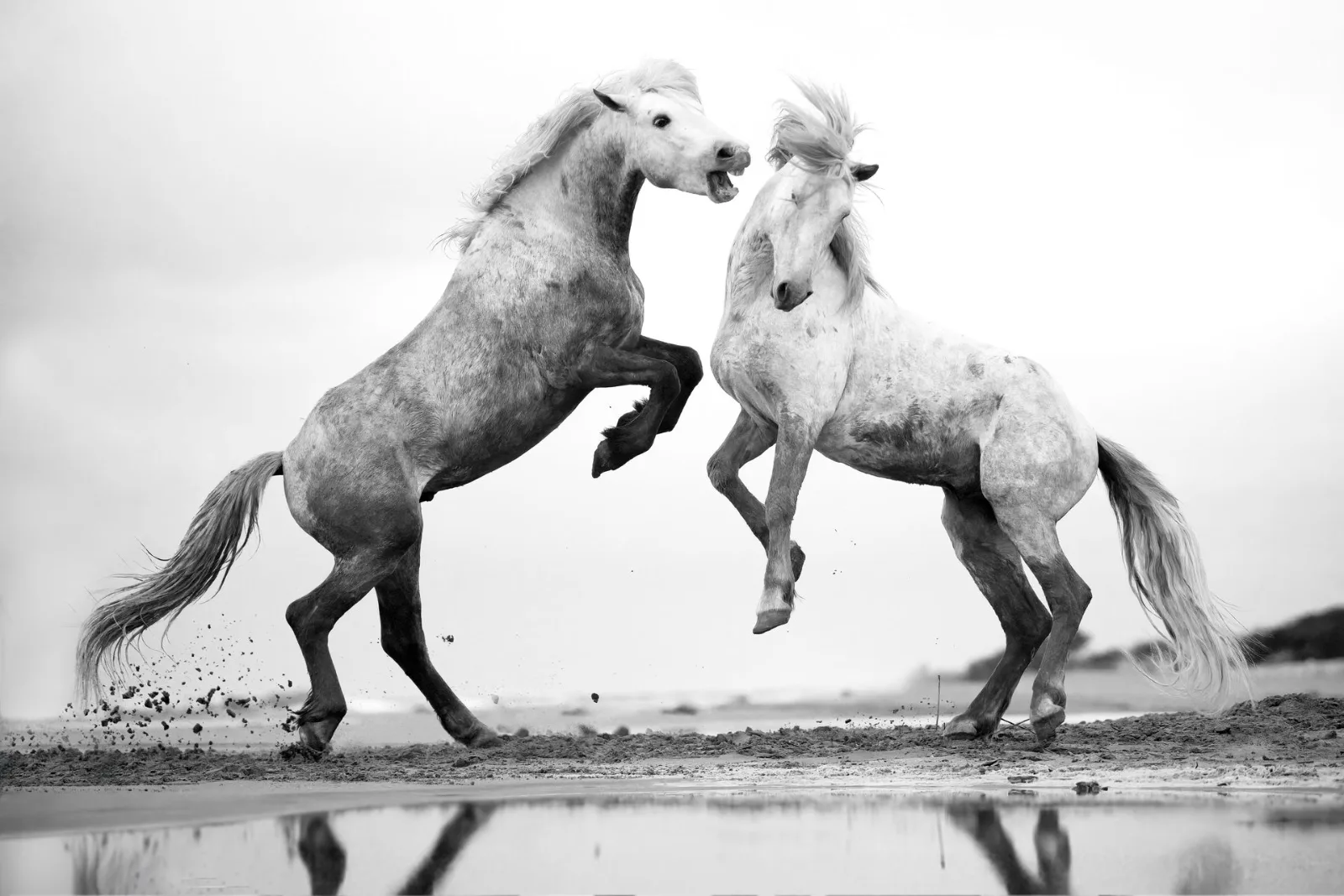 Stallions rearing