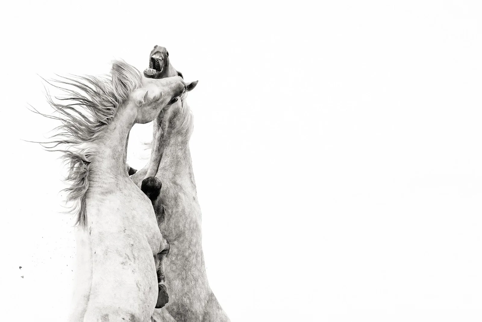 Two Camargue stallions rearing, black and white
