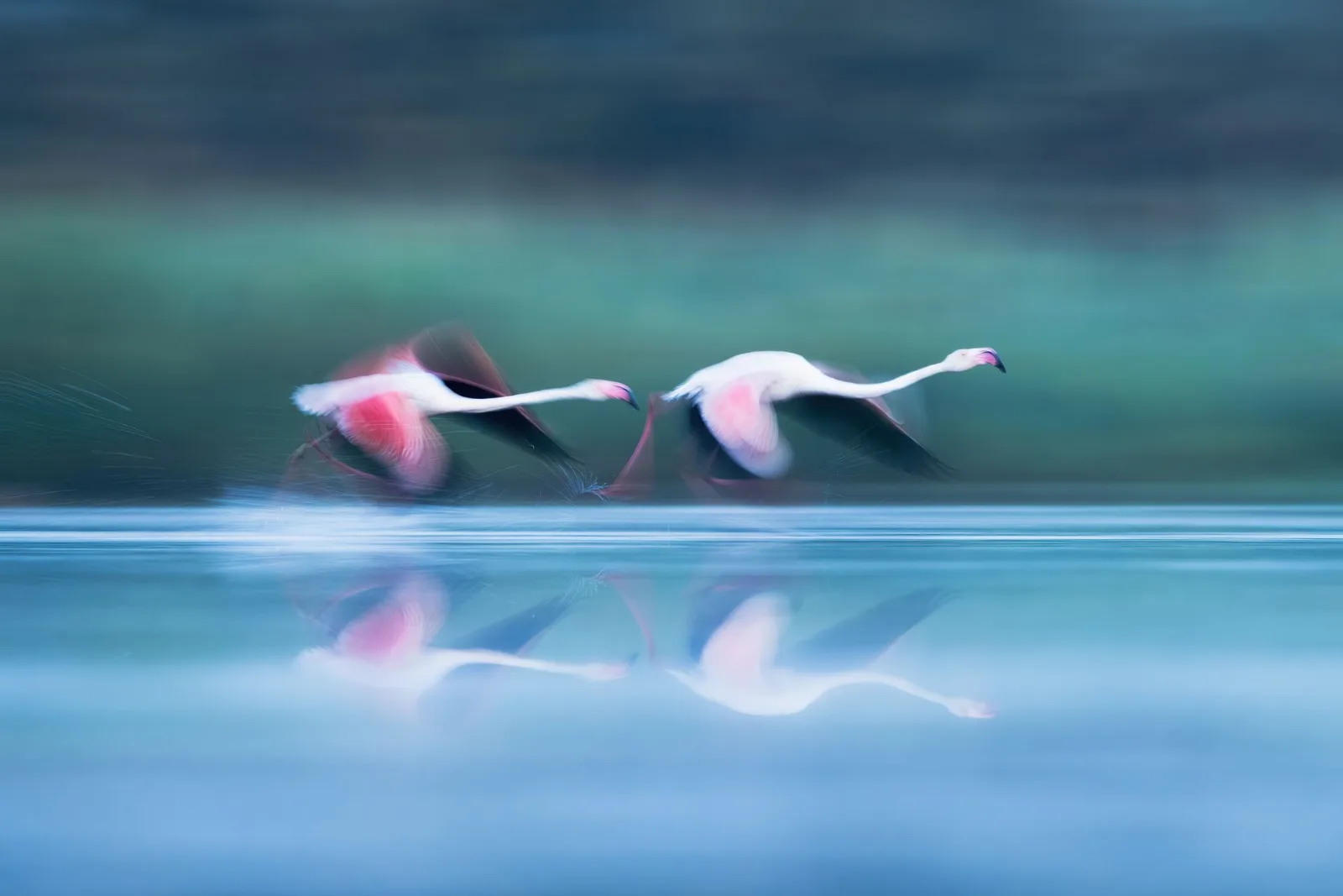 Rosaflamingos in der Camargue