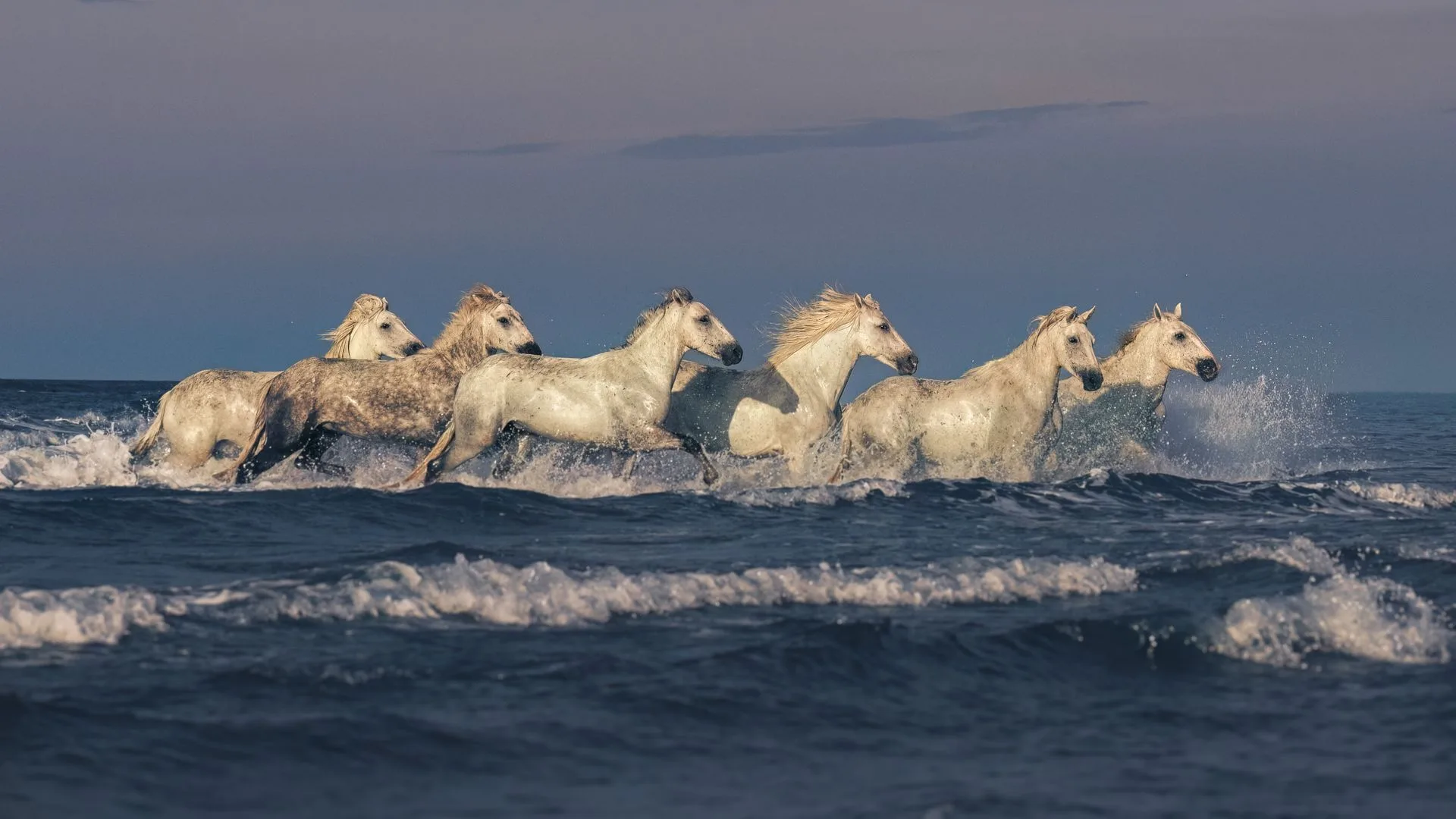 White Camargue horses galloping on the beach